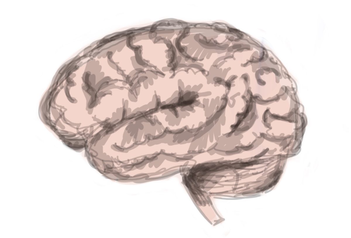 Debunked: ‘Left-brained’ and ‘right-brained’ add to misinformation around hemispheric dominance